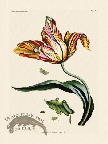 Wilkes Butterflies 055